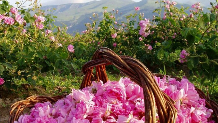 На Кипре начался 14 фестиваль роз!