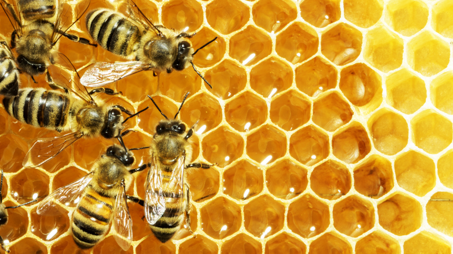 На Кипре дешевыми пестицидами уничтожена популяция пчел