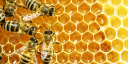 На Кипре дешевыми пестицидами уничтожена популяция пчел
