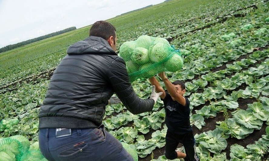 Турки-киприоты совершают опустошительные набеги на хозяйства южных фермеров