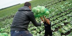 Турки-киприоты совершают опустошительные набеги на хозяйства южных фермеров 