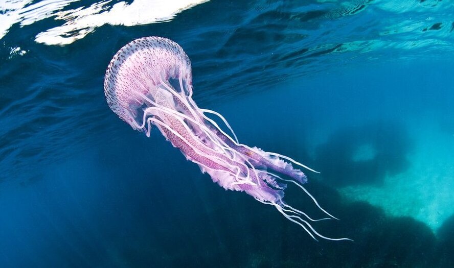 Ядовитые медузы атаковали пляжи Кипра