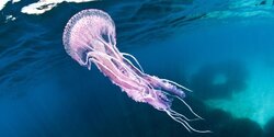 Ядовитые медузы атаковали пляжи Кипра 