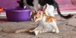 После ночного нападения на кошачий приют в Ларнаке убито 35 котов