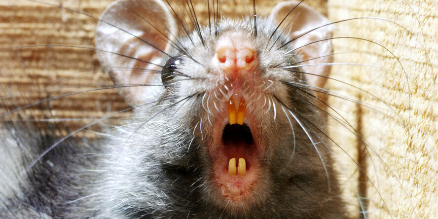 Минздрав заявил о нашествии крыс в Фамагусте