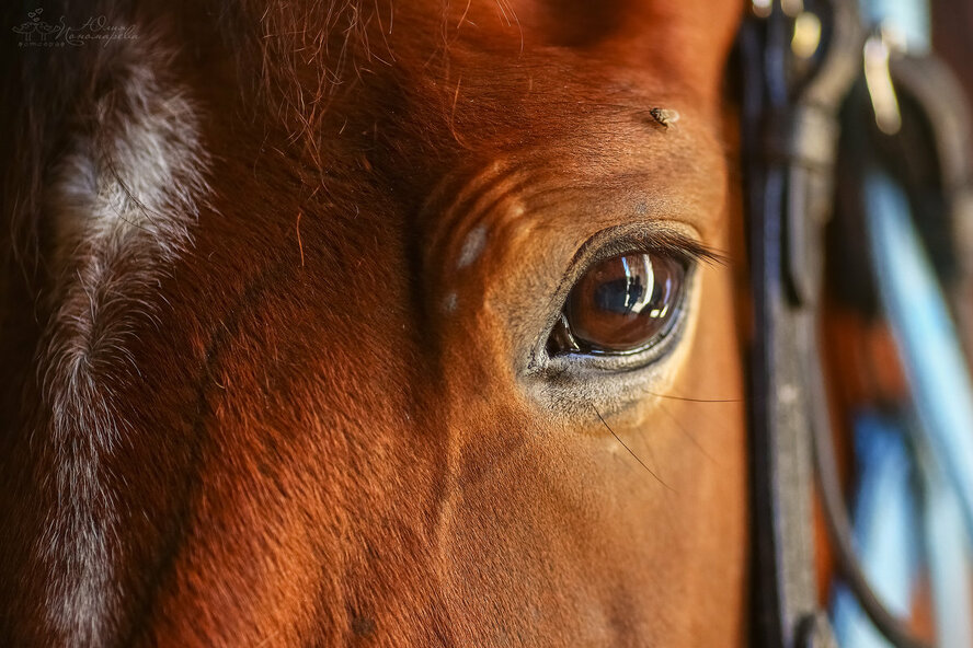 Кипрские зоозащитники будут судиться с культовым итальянским режиссером из-за коня
