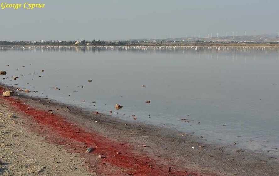 Почему ларнакское соленое озеро окрасилось в кроваво-красный цвет?