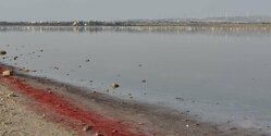 Почему ларнакское соленое озеро окрасилось в кроваво-красный цвет?