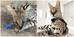 Кот сервал, заключенный в зоопарк Пафоса, умер