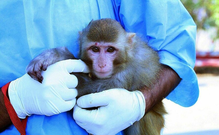 Еще один случай заражения оспой обезьян на Кипре