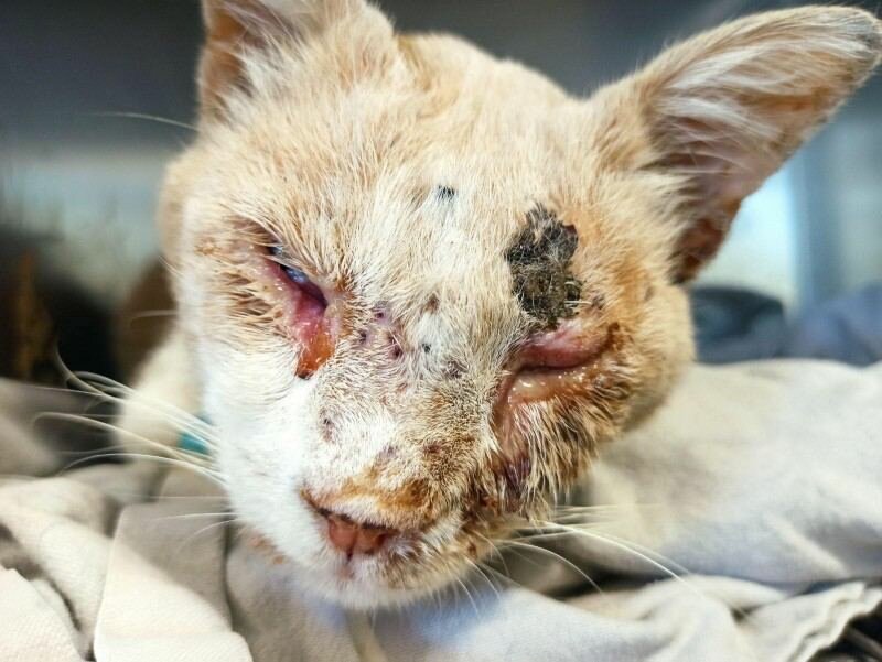 Живодеры расстреляли котенка из ружья в Какопетрии