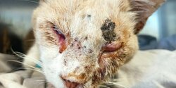 Живодеры расстреляли котенка из ружья в Какопетрии