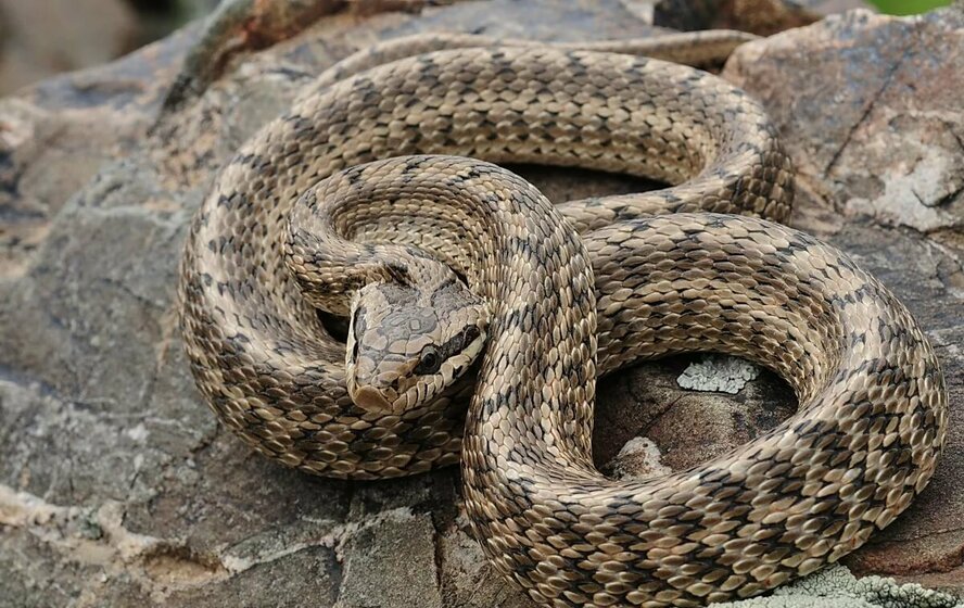 В частный дом в Лимассоле заползла полутораметровая змея