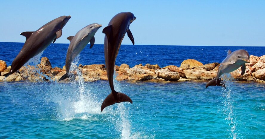 Дельфины и киты у берегов Кипра (видео)