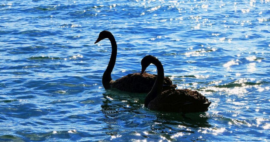 Два прекрасных черных лебедя в море у Лимассола (фото и видео)