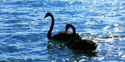 Два прекрасных черных лебедя в море у Лимассола (фото и видео)
