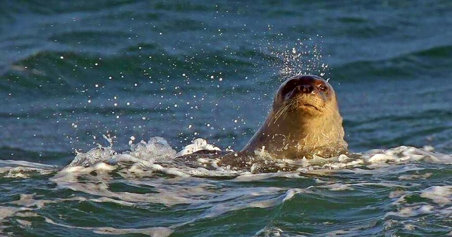 Если увидите 2,5-метровое существо в море у «Посейдонии», не пугайтесь – это «Памела» вернулась (видео)