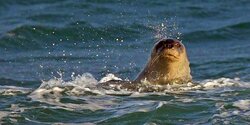 Если увидите 2,5-метровое существо в море у «Посейдонии», не пугайтесь – это «Памела» вернулась (видео)