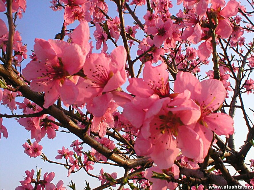 Фестиваль цветущих миндальных деревьев на Кипре