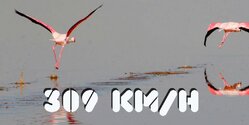 Фото из Ларнаки – фламинго и 309 км/ч на полицейском радаре