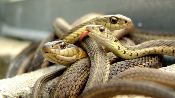 Фото танцующих змей пафоса покорило интернет