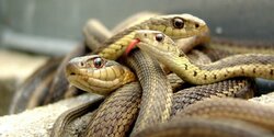 Фото танцующих змей пафоса покорило интернет