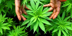 Кипр планирует стать лидером по марихуане