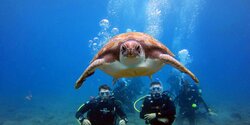 Кипрские дайверы помогут черепахам в Лачи