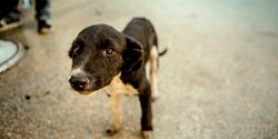 Кипрский «собаковод» отпустил животных, о которых должен был позаботиться