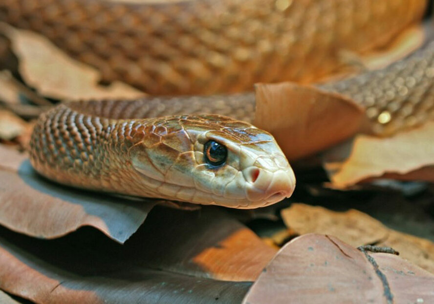 Метровая ядовитая змея заползла в одну из Лимассольских школ