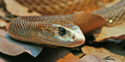 Метровая ядовитая змея заползла в одну из Лимассольских школ