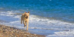 Муниципалитет Пафоса начал кампанию против собаководов без лицензий