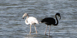 На Кипр вернулся единственный в мире черный фламинго