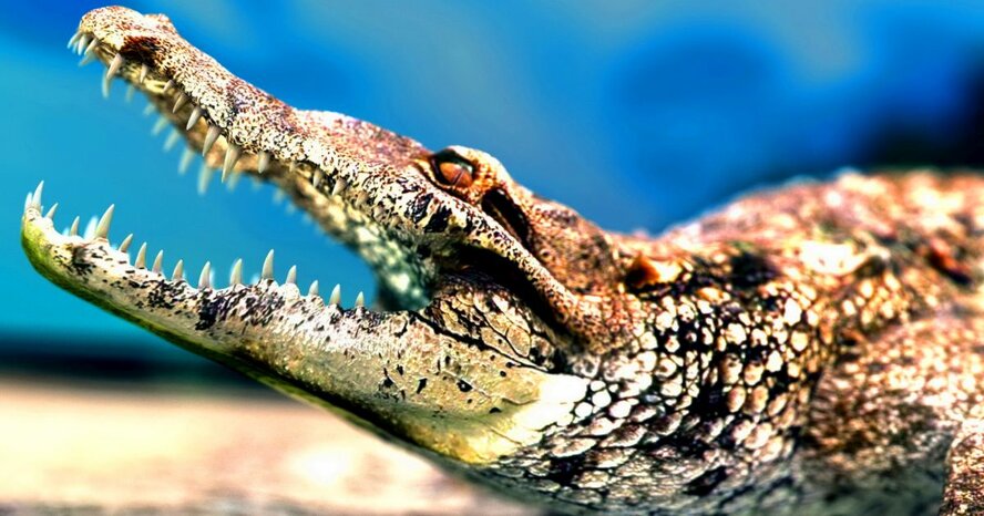На Кипре хотят открыть крокодиловый зоопарк