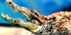 На Кипре хотят открыть крокодиловый зоопарк