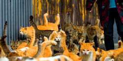 На Кипре кошек больше, чем людей