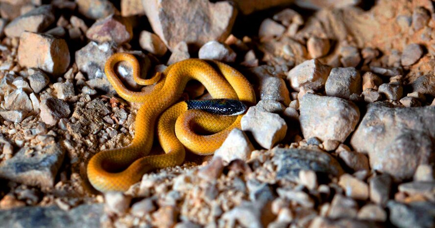 На Кипре обнаружили редкую карликовую змею (фото)
