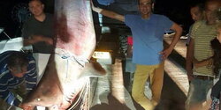 На Кипре поймали акулу весом 650 кг