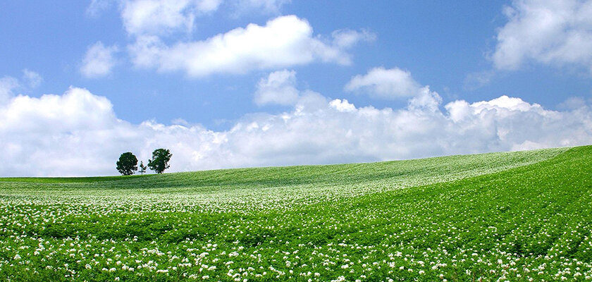 Необыкновенные травы Кипра