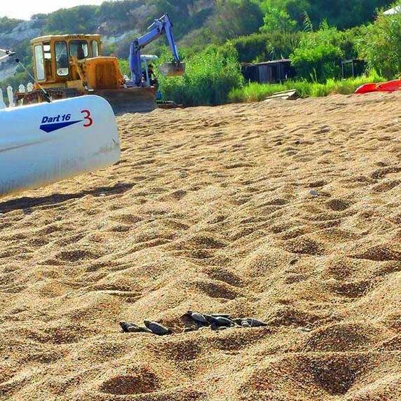О русской пляжной вечеринке в самом дорогом отеле Кипра черепахи узнали последними (видео)