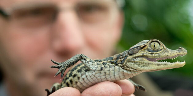 Парк крокодилов приведет к эпидемии чумы и экологической катастрофе