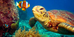На Кипре откроется музей морских черепах