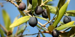 Сбор оливкового урожая на Кипре.