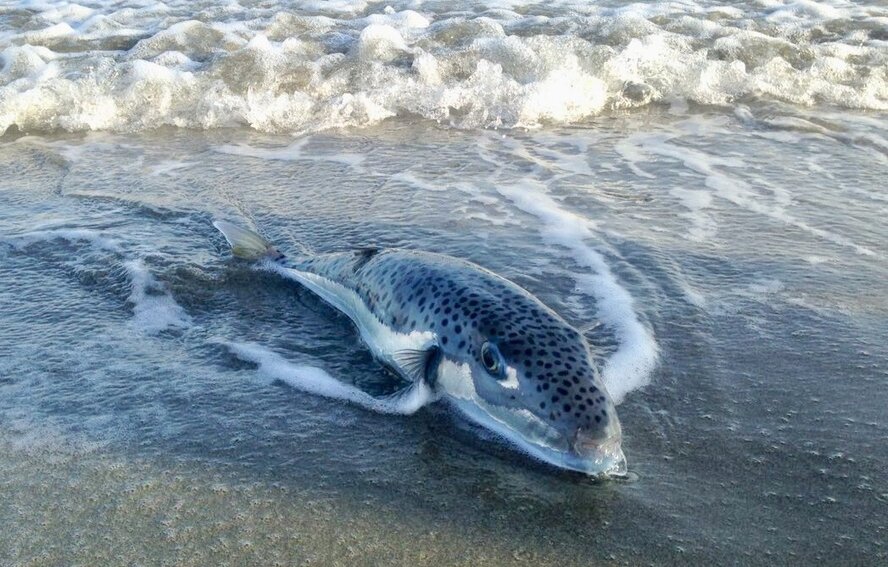Смертельно ядовитая рыба замечена на пляжах Лимассола