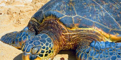 Спасти кипрских черепах