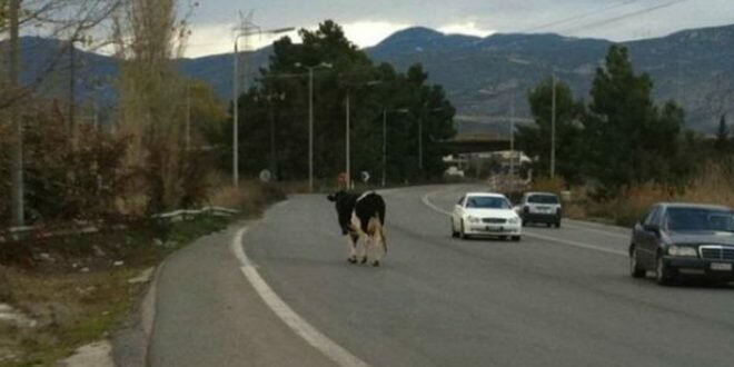 Транспортное происшествие у Никосии с участием коровы