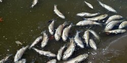 Тысячи мёртвых рыб в озере на Кипре
