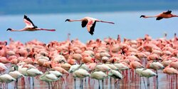 Тысячи розовых фламинго слетаются на Кипр. Видео
