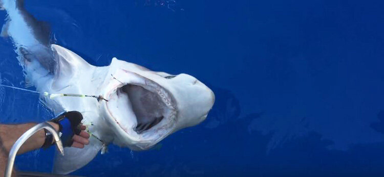У берегов Фамагусты снова замечена белая акула
