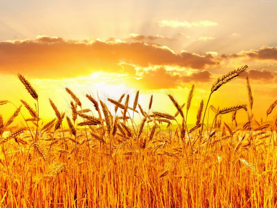 Кипрский урожай пшеницы под угрозой